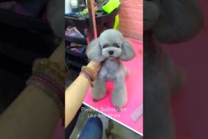 Very Cutest Puppy Cutting Hair, Dogs Fashion 2022 #178 #shorts