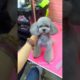 Very Cutest Puppy Cutting Hair, Dogs Fashion 2022 #178 #shorts