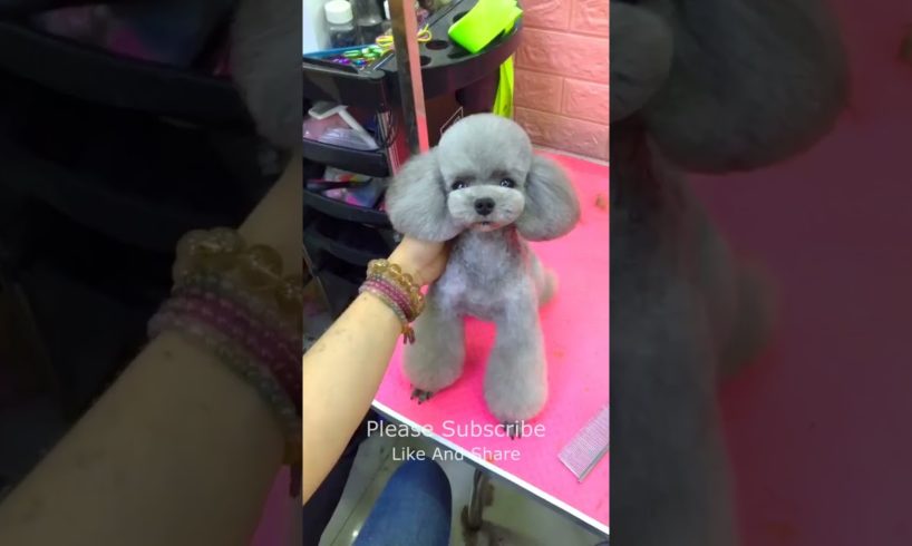 Very Cutest Puppy Cutting Hair, Dogs Fashion 2022 #178 #shorts