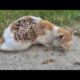 WAWW ! ! Rescue and Feeding Hungry Stray Cat Living on the Street / Animal Rescue Video 2022