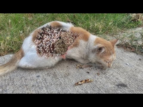 WAWW ! ! Rescue and Feeding Hungry Stray Cat Living on the Street / Animal Rescue Video 2022