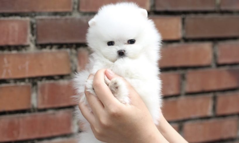 ⭐️⭐️ WHITE TEACUP POMERANIAN CUTEST PUPPY