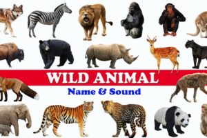 🐅🦏 WILD ANIMALS NAME AND SOUND  | WILD ANIMALS NAME IN ENGLISH |  LEARN WILD ANIMALS | WILD ANIMALS