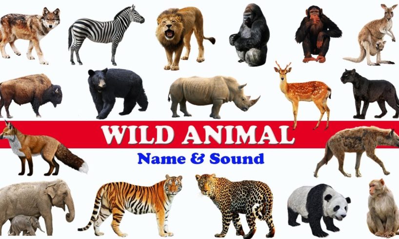 🐅🦏 WILD ANIMALS NAME AND SOUND  | WILD ANIMALS NAME IN ENGLISH |  LEARN WILD ANIMALS | WILD ANIMALS