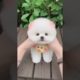 WORLD CUTEST PUPPY🐶🐶🐶#short #viralshort #youtubeshorts #viralyoutubeshort