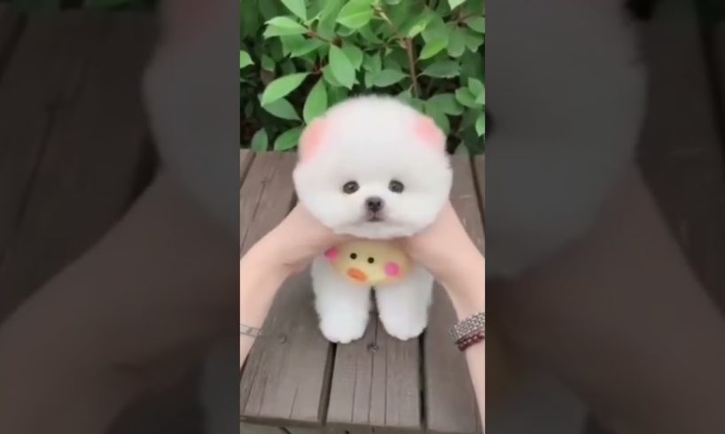 WORLD CUTEST PUPPY🐶🐶🐶#short #viralshort #youtubeshorts #viralyoutubeshort
