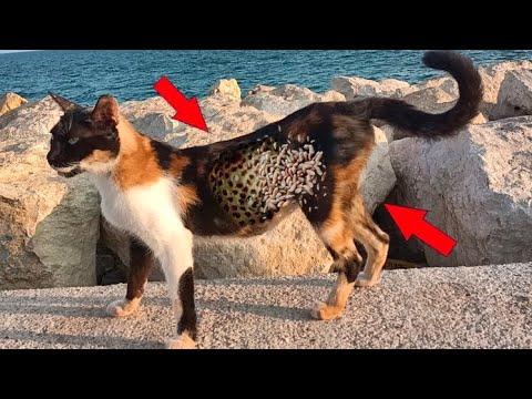 We Are Always With The Poor Stray Animals 🙏 Cat Rescue 🐈 Animal Rescue