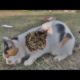 White Mother Cat Was Looking For Food For Her Kittens And She Met Us (Animal Rescue Video)