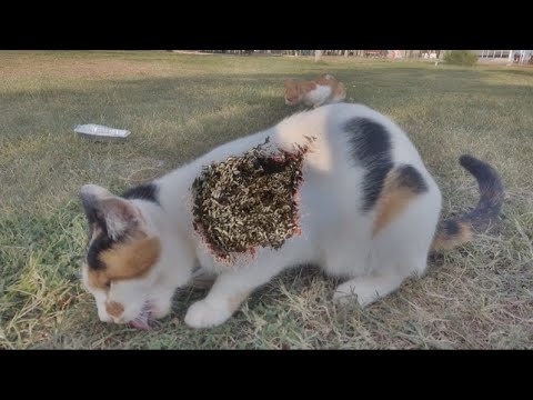 White Mother Cat Was Looking For Food For Her Kittens And She Met Us (Animal Rescue Video)