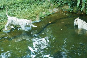 White Tiger Video || Animals Video || Safed Sher ||  शेर || Sher ka video || Animal Video || Tigress