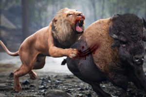 Who will Win? Bahubali Bull vs Lion | Lion Attacks Bison | Forest Animals Fights | Real Animal Video