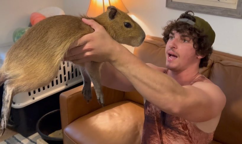 Why I Ate My Capybara (Apology Video) *Big Ounce Wedding P1*