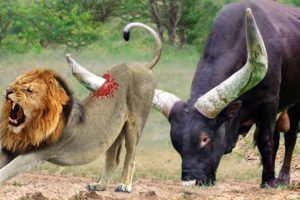 Wild Animal Attack |Buffalo Leading Herd Rescues His Teammates From Lion Chase | animal videos
