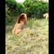 Wild Animals Fighting video #shorts #lion