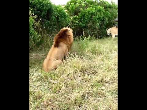 Wild Animals Fighting video #shorts #lion