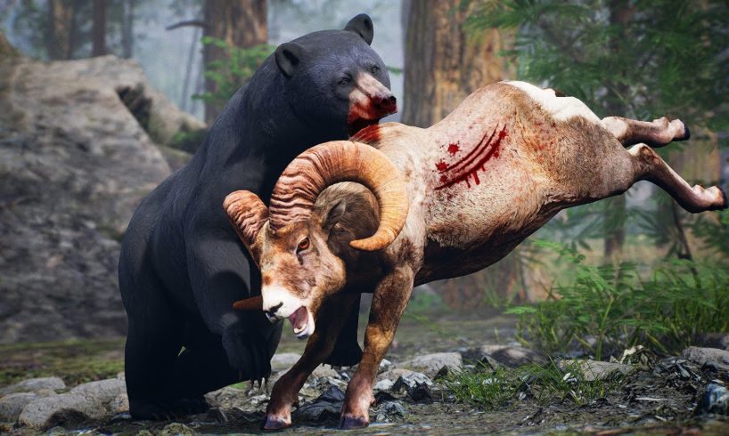 Wild Animals Hunting for Food | Real Animals Food | Bear Chases Ram | Animal Fights Videos 2022
