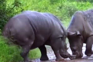 Wild Animals fighting | Wild animals video | EXTREME Wild Animal fights | Animal Fight video