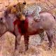 Wild Boar Fiercely Fights Jaguar Predators ►A Battle For Survival In The Animal World Of Antelope