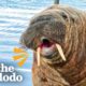 Wild Walrus Takes A Summer Vacation Across Europe | The Dodo Comeback Kids