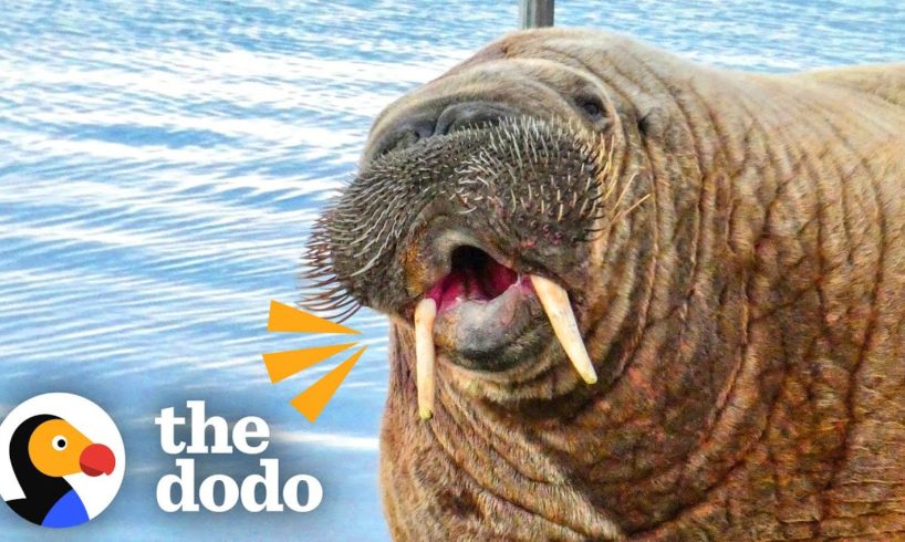 Wild Walrus Takes A Summer Vacation Across Europe | The Dodo Comeback Kids