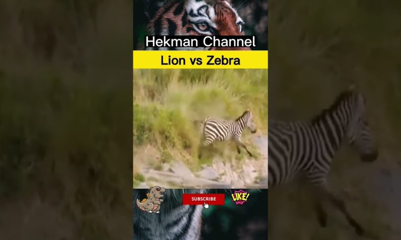 Wild animal | LionVsZebra | Animal Fight | Hekman Channel☀️