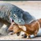 Wildlife Animals   Craziest Animal Fights Animals Documentary