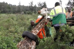 Wildlife Medics - Giraffe Rescue from Tyre - Kenya