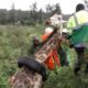 Wildlife Medics - Giraffe Rescue from Tyre - Kenya