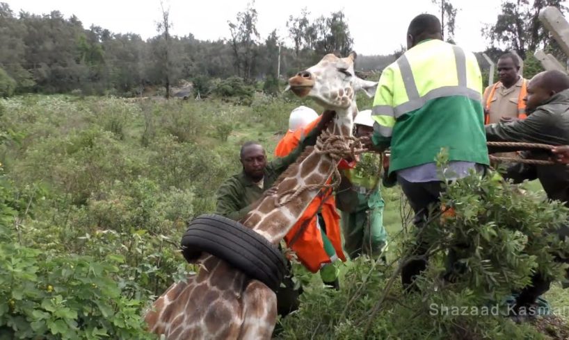 Wildlife Medics - Giraffe Rescue from Tyre - Kenya
