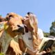 Woman Has Close Friendship With Pet Cow