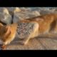 Wooow ! ! Yellow Stray Cat Was Looking For Food by the Seaside and i Found Him (Animal Rescue Video)