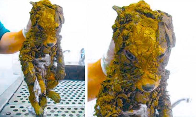Workers Thought They’d Found A Muddy Puppy But They Cleaned It Off And Got The Biggest Surprise