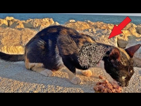 Woww ! ! Mother Cat Just Want To Food For Her Kittens (Animal Rescue Video 2022)