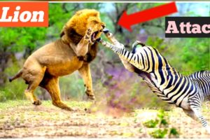 animal attack animal fights animals video#skbbcvs
