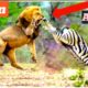 animal attack animal fights animals video#skbbcvs