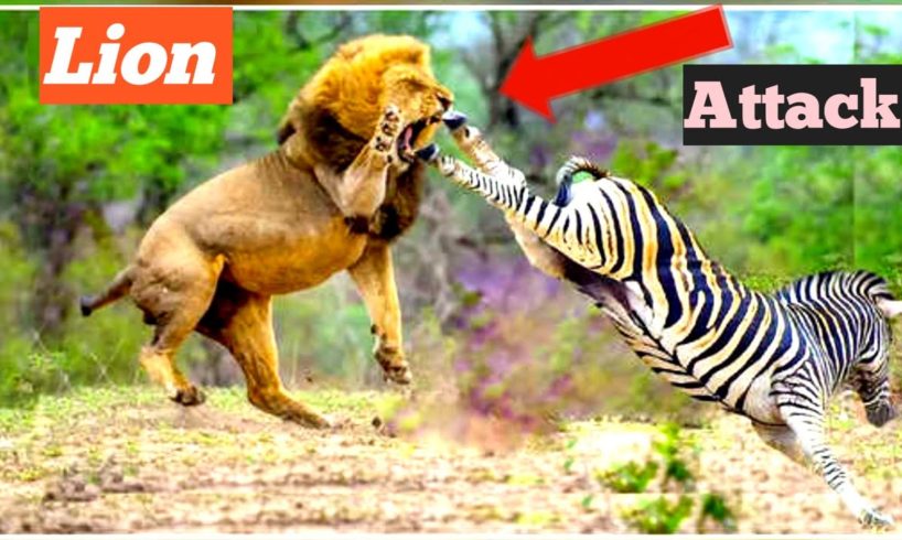 animal attack animal fights animals video#skbbcvs