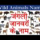 animals,wild animals,animal fights,animal