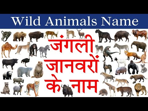 animals,wild animals,animal fights,animal