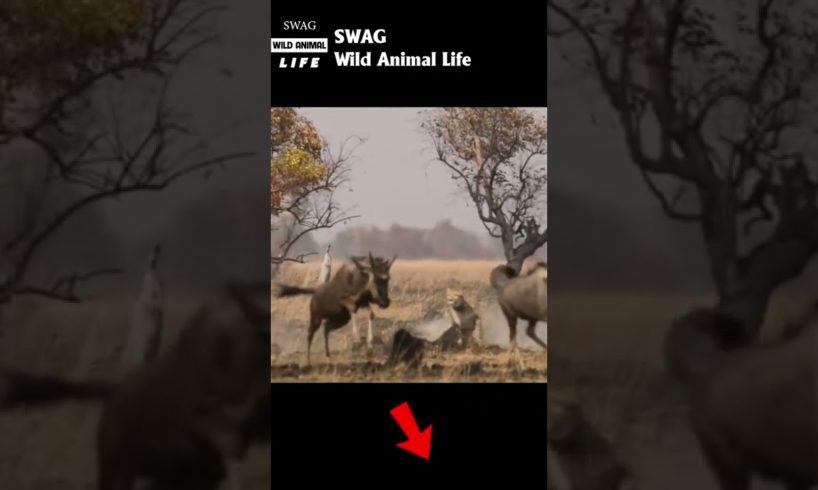 cheetah fight wildebeest 3 #animal #shorts #shortvideo #animals