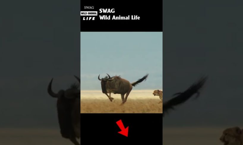 cheetah fight wildebeest #animal #shorts #shortvideo #animals