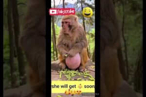 cute animals funny  moments 0070#viral#shorts