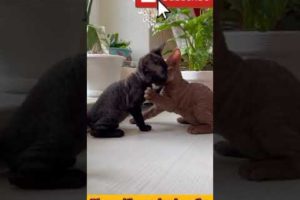 cute cat viral videos|funny cat playing/world 🌎 cutest cat #shorts #animals #indiatvanimals#video