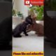 cute cat viral videos|funny cat playing/world 🌎 cutest cat #shorts #animals #indiatvanimals#video