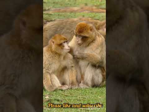 cute monkey video|monkey playing #monkey #monkeys #animals #Indiatvanimals#viral #viralshort #funny