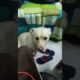 cute puppies cute | puppy videos | cute puppies shorts 6 | short vlogs 🐕#shorts #viral #shortvlog