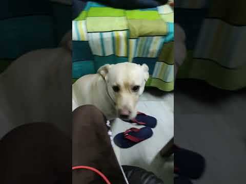 cute puppies cute | puppy videos | cute puppies shorts 6 | short vlogs 🐕#shorts #viral #shortvlog