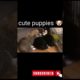cute puppies, funny puppies,smallest puppies,cutest puppies 2022, cutest Animals,#shorts #shortvideo