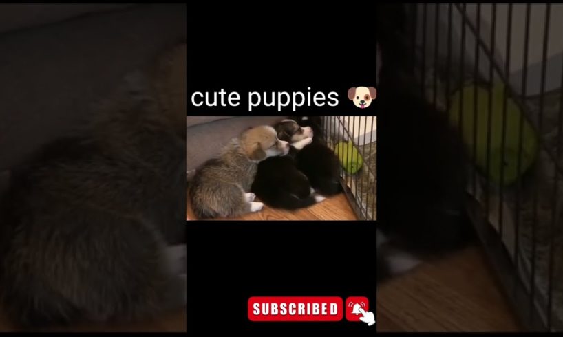 cute puppies, funny puppies,smallest puppies,cutest puppies 2022, cutest Animals,#shorts #shortvideo
