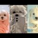 cute puppies video#part2 @RitikaSingh's pets @Pets Keen #viral #youtubevideo #doglover #puppies