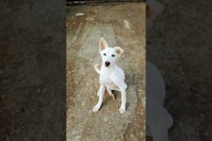 cute white puppy #mgymanojgeetayog #shorts #funniest #cutest #puppies #dogs @Sandeep Maheshwari